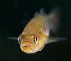 Two spot goby.Another shot From North
Wales. Treaddur Ba... by Derek Haslam 